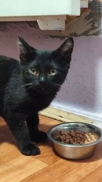 взяла приютского котёнка😻 Сажик Сажуля🐈⬛❤️ детдомовский = приютский котик🥲🙀 кота возьми!☝️😺