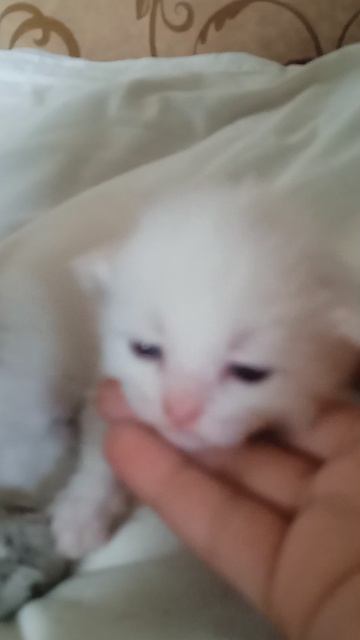 котик снежок открыл глазки 1 часть