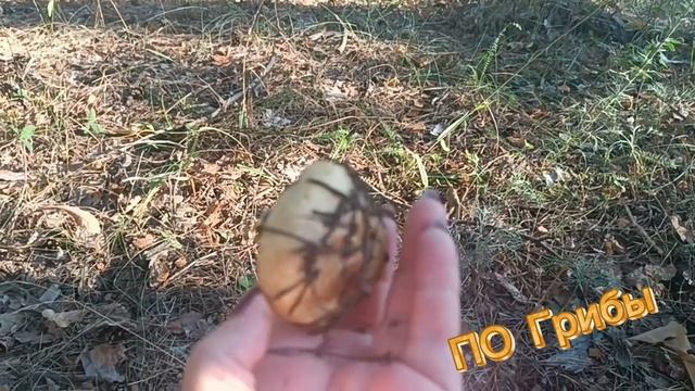 ДЛЯ МЕНЯ ЭТО САМЫЙ ЛУЧШИЙ ОТДЫХ. ГРИБЫ. ЛЕС. РОДНЫЕ МОИ. СПАСИБО🙏💕.