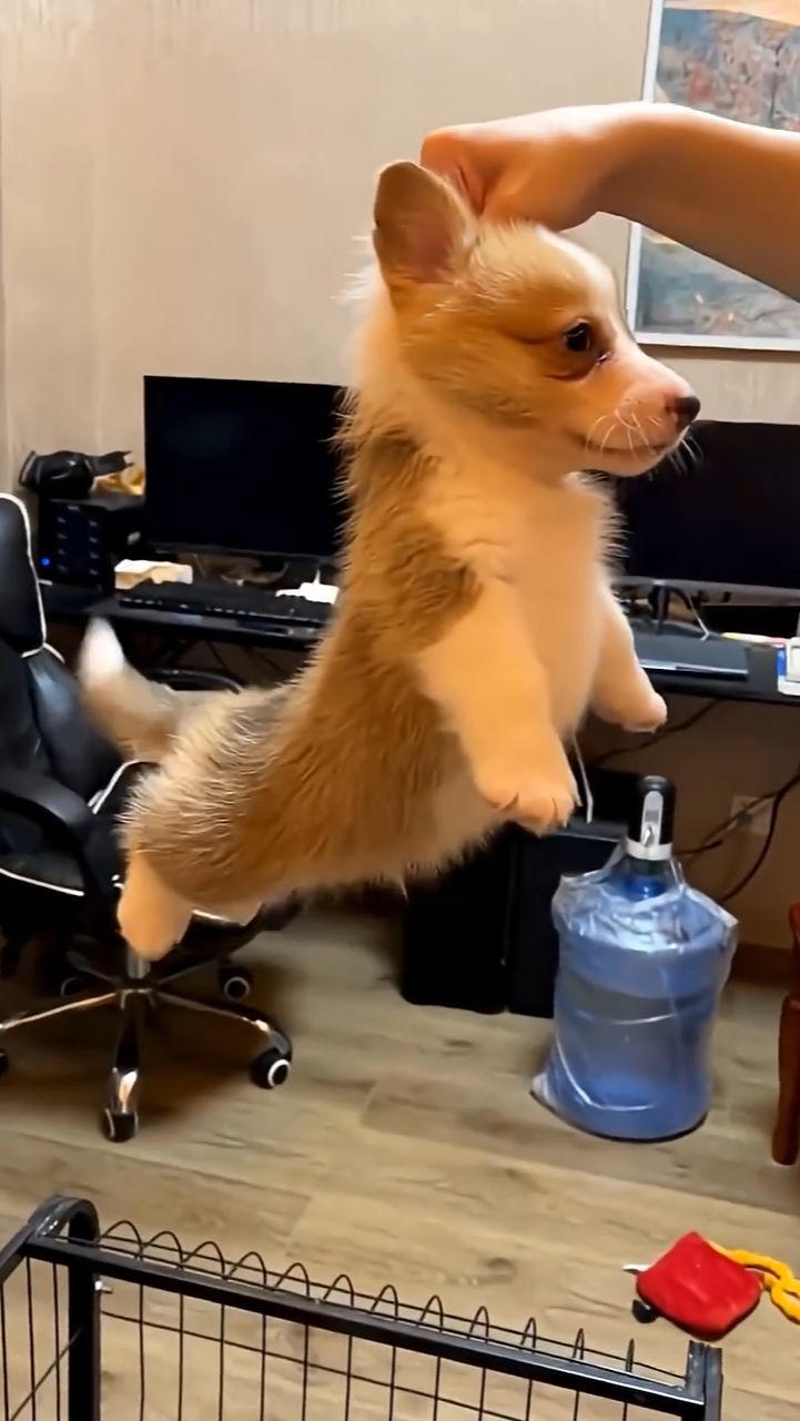 The Power Of The Tail. From Guitar Solos To Helicopter Takeoffs, These Dogs Are