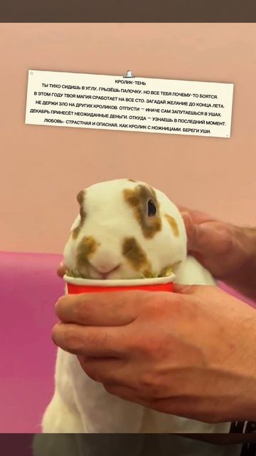 Приглашаем в Зайкафе, погладить пушистых кроликов. Работаем каждый день с 10:00 до 22:00