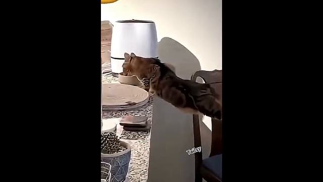 Всячинки