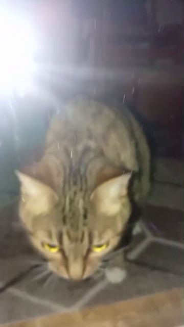 Кот за окном