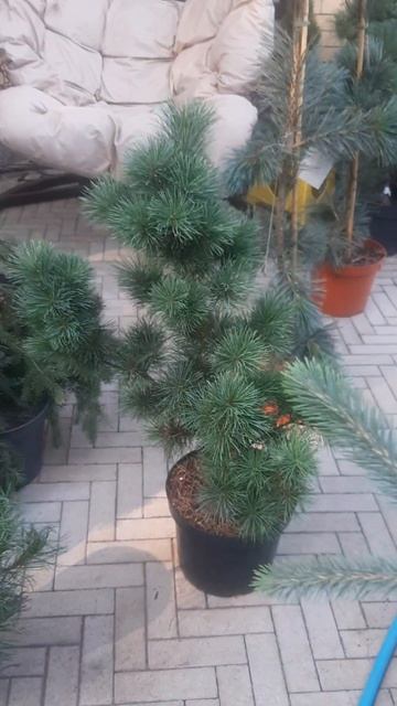 ❤🌲Сосна Голдилокс 
✔Продажа растений в макс и телеграм канале: Https://t.me/love_is_hvoiny_dvorik
🚛🪴