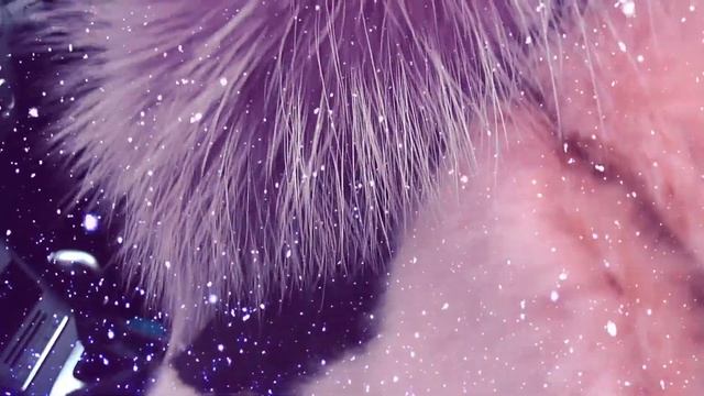 Morning in lilac tones 2018