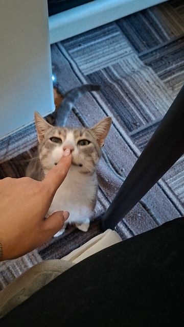 кот по кличке скумбрия
