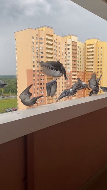 Голубиное собрание