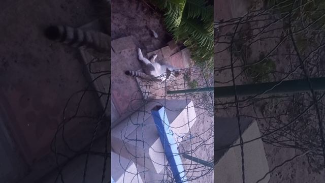Разыгрались перед входом в дом