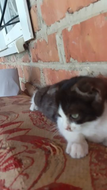 кошька
