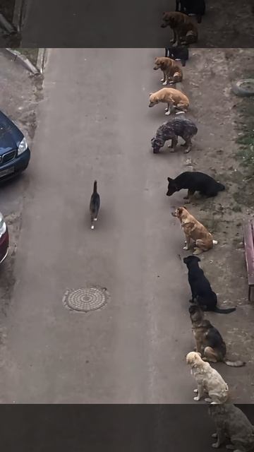 ну королева моя школа