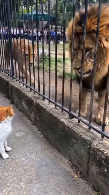 удивительные кошки 🐱