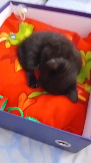 котёнок спит