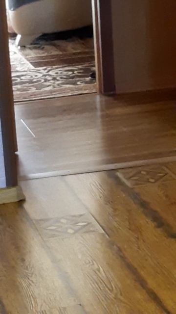 Котики