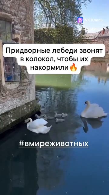 Лебеди