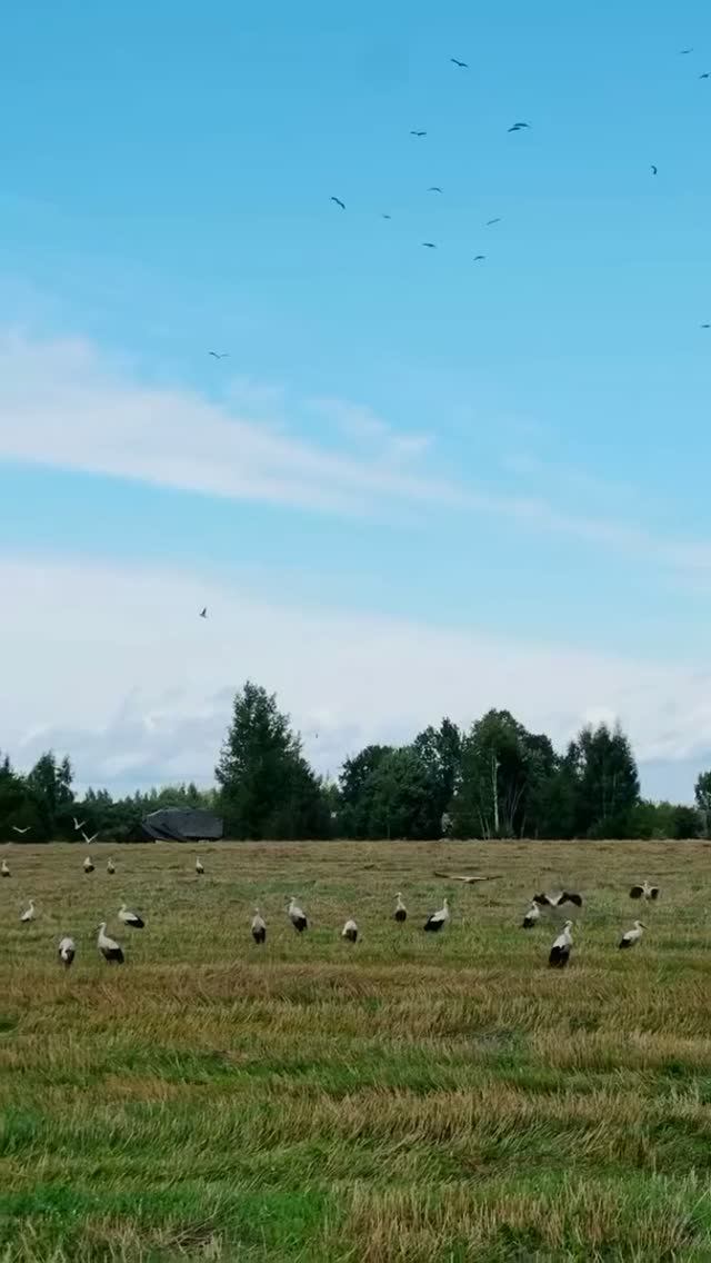 Красота