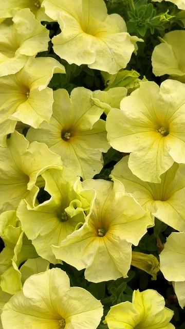 Шикарные петунии 🌺🌺🌺 в наших сортоиспытательных теплицах в Арзамасе