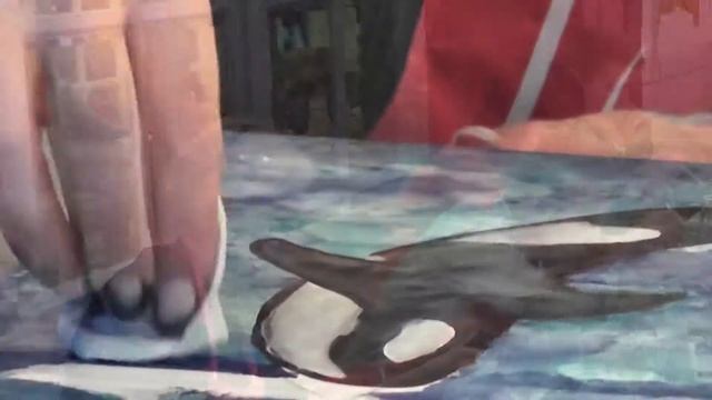Без Бокала Нет Шагала - Кит (Кемерово 22/08/2019)