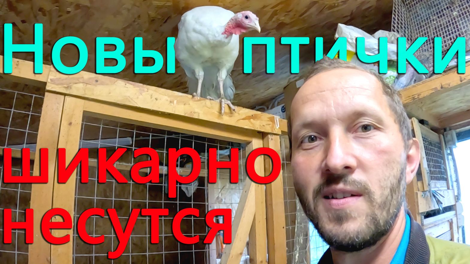 Не ожидал что новые птички начнут нестись так быстро и много. Устраняю протечки в птичнике.