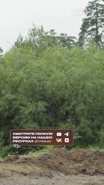 Чистка оврага обернулась трагедией для леса