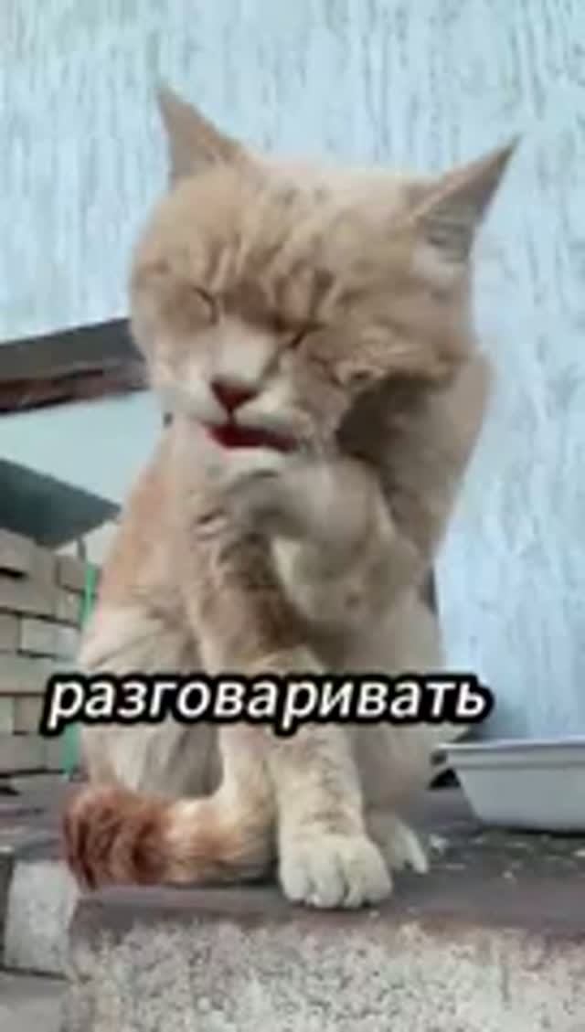 Коты мяукают для людей