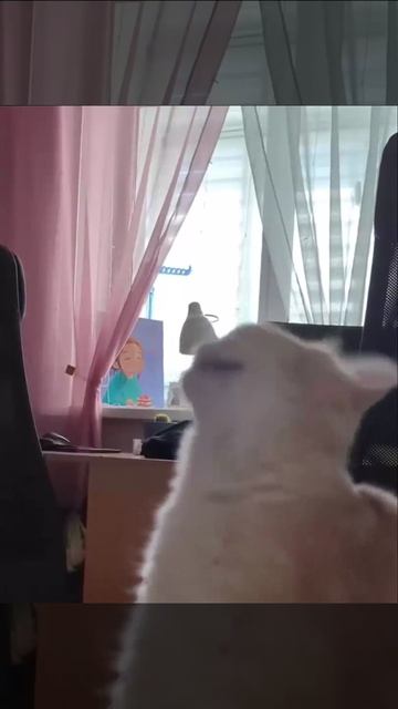 Чих.