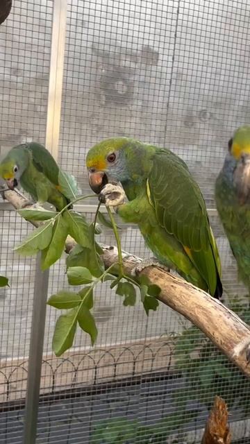 Синещекий амазон (Amazona Dufresniana)