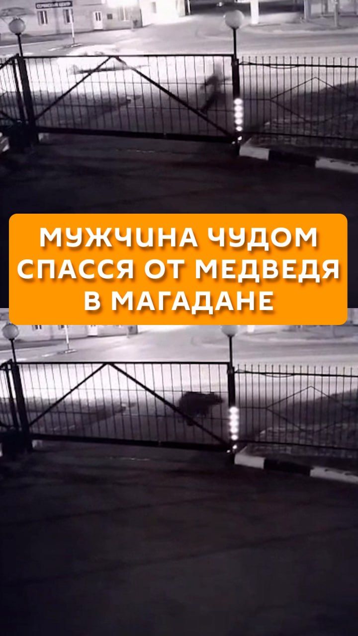 Мужчина чудом спасся от медведя в Магадане
