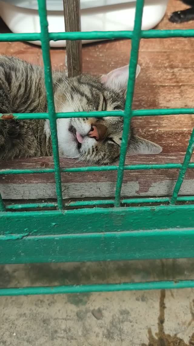 лето🌾🌞⛱️безмятежность🐸 коты лежат кверху пузом в приюте😻 Фил поедет в Германию🙀 Леди Андромеда