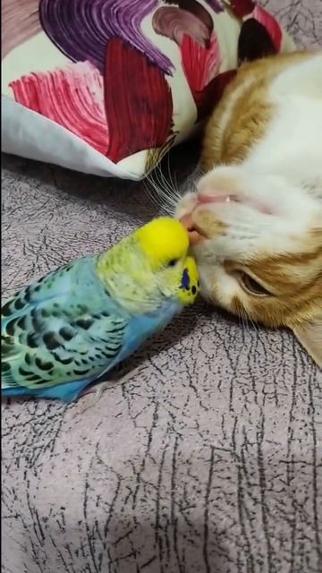 VID_20260824_193744_599.mp4
