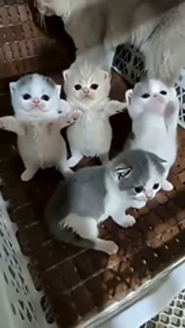 Котикикотики