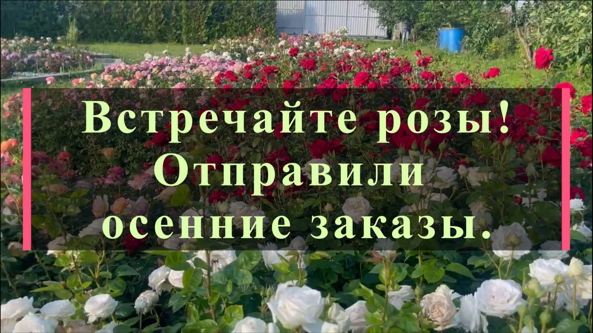 Встречайте розы! Отправили осенние заказы.