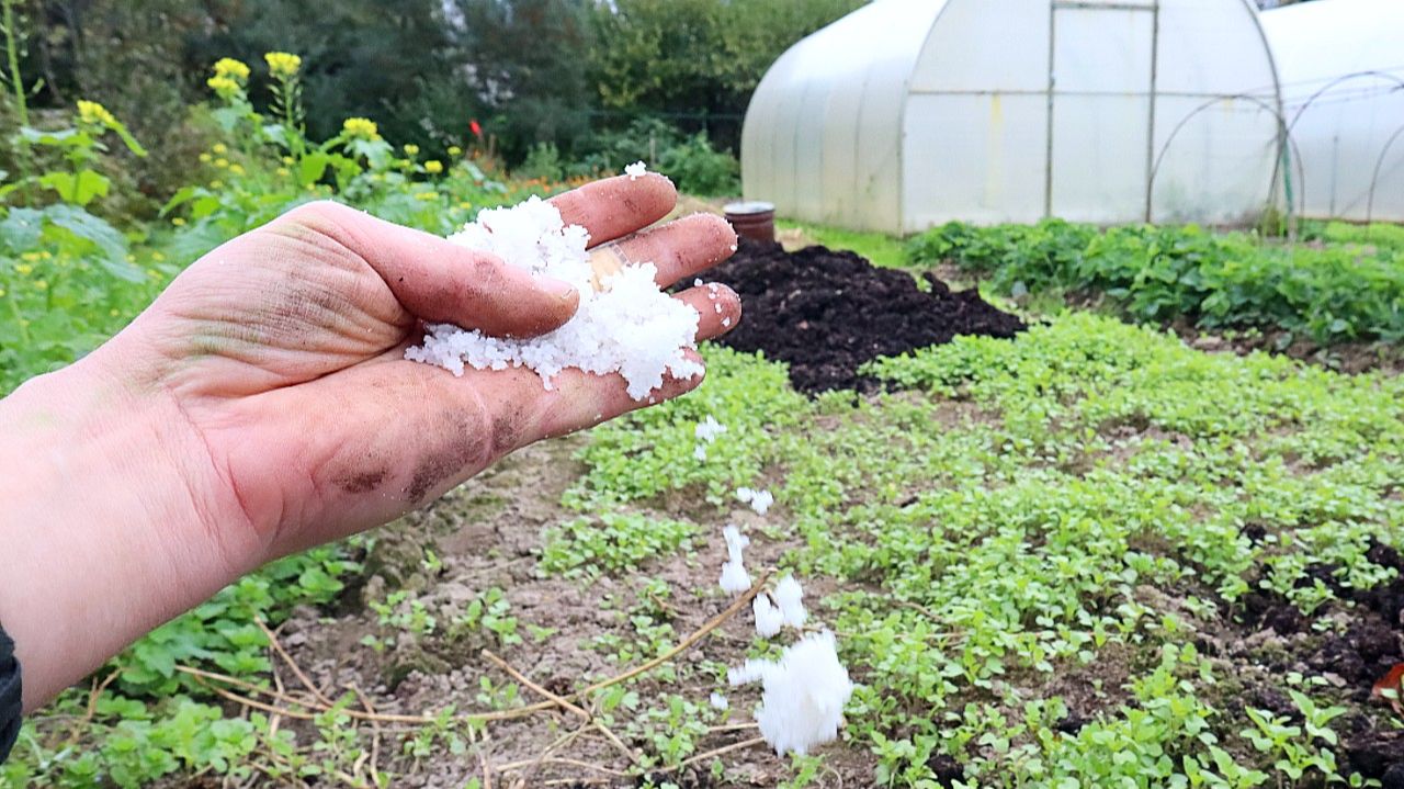 🥔 Картошку выкопали? Теперь верните земле то, что она отдала! Это полноценная замена навозу!