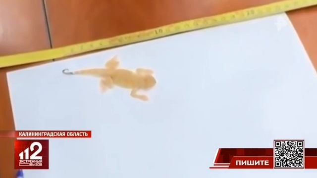 Телеканал «РЕН ТВ», программа «Экстренный вызов 112», 25.08.2026