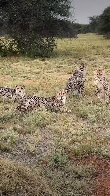 Would You Pet A Cheetah In Africa?