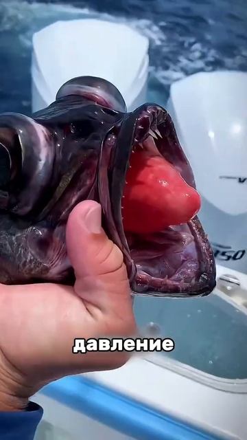 #смех#юмор#топ#рекомендации