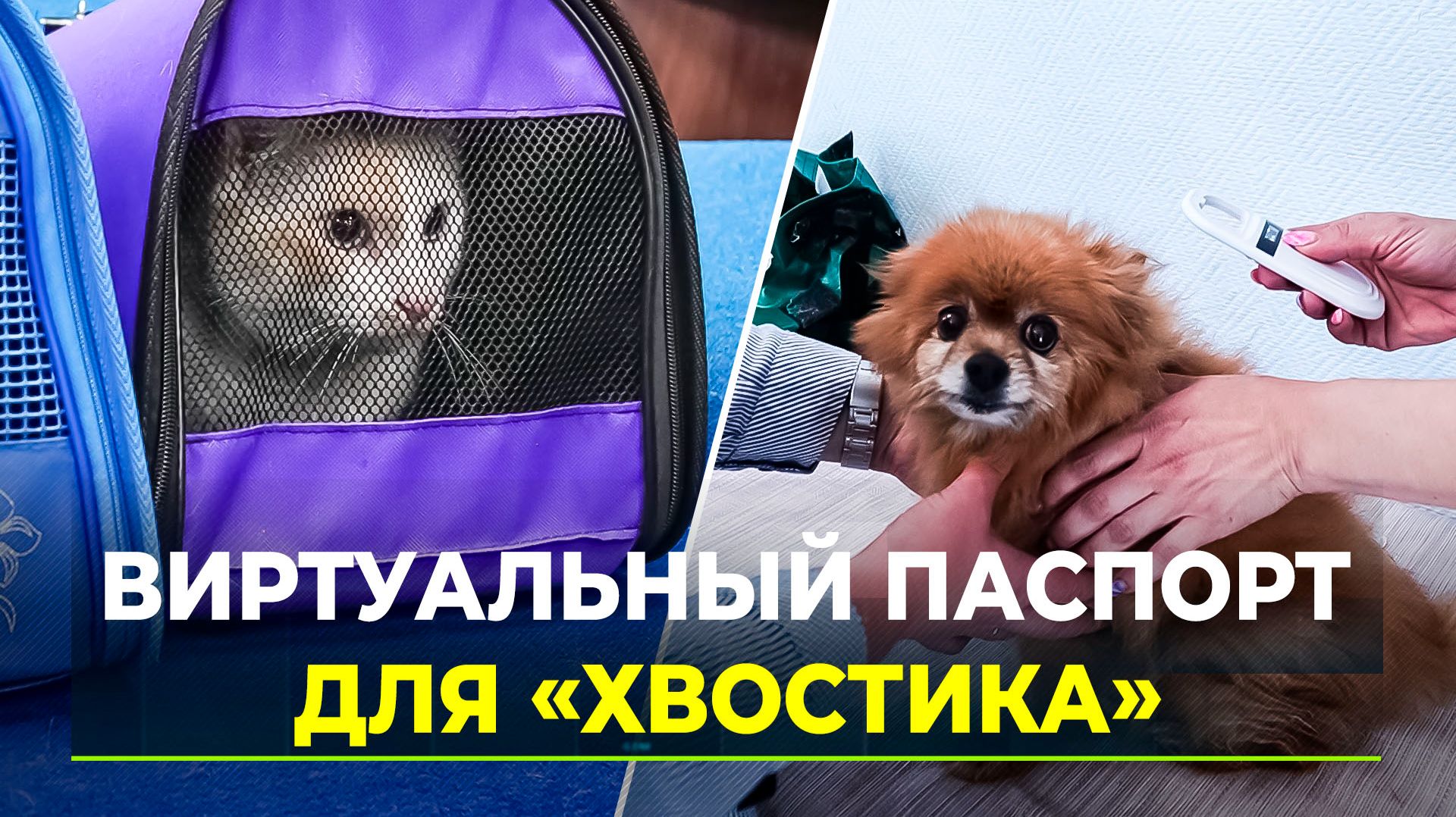В округе запустили систему «ЯмалВет»