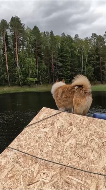 Лайка учуял медведя, зверь рядом.