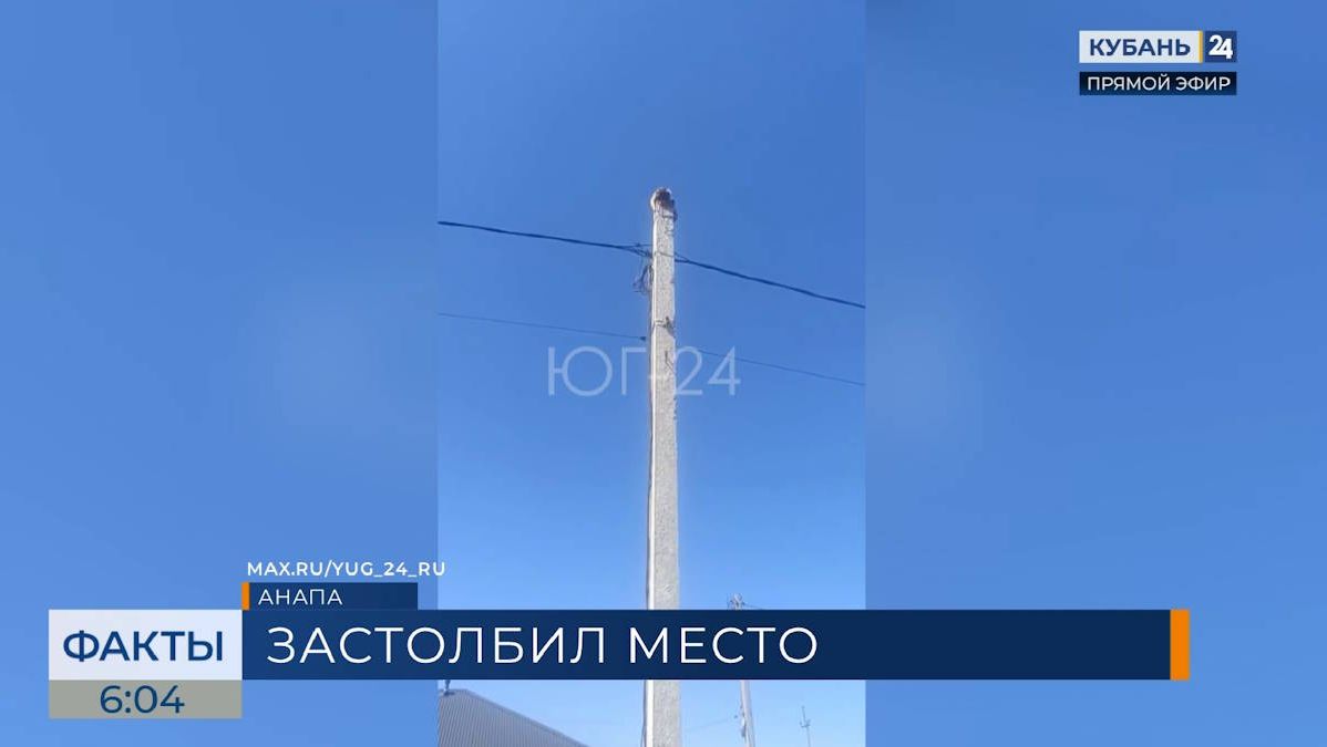 Спасатели сняли енота с электроопоры в Анапе