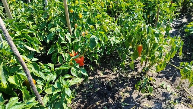По просьбе подписчицы, покажу урожай кабака.