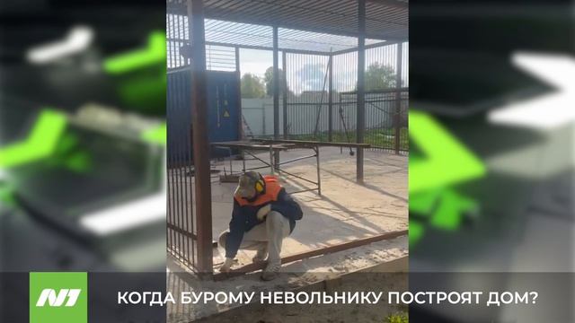 Строительство вольера для нижневартовского медведя. Ивановская область