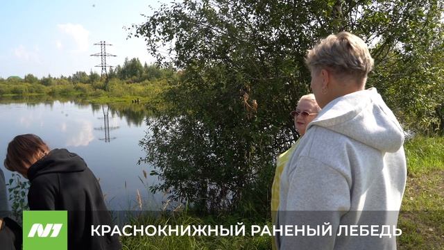 Краснокнижный раненый лебедь плавает в пруду в старом Вартовске. Как ему помочь? Нижневартовск