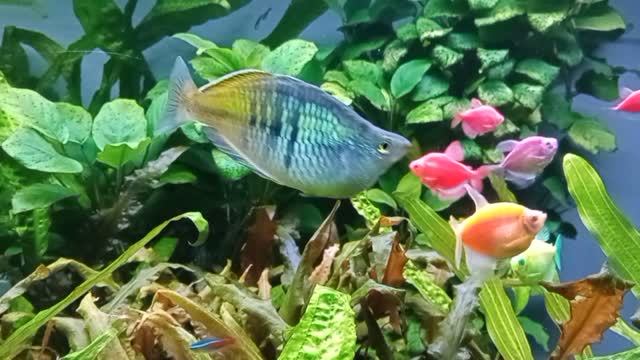Black Tetra (Gymnocorymbus Ternetzi)-GloFish And Boeseman's Rainbowfish (Melanotaenia Boesemani)