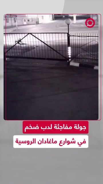 لقطات لدب ضخم وهو يتجول في شوارع مدينة ماغادان الروسية، مما