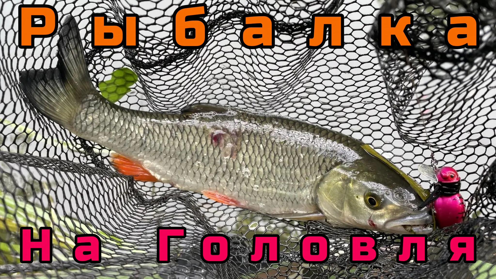 283-Большая рыбалка на головля