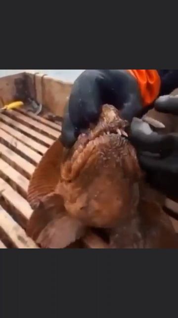 Экспериментаторы скармливают зубатке морского ежа