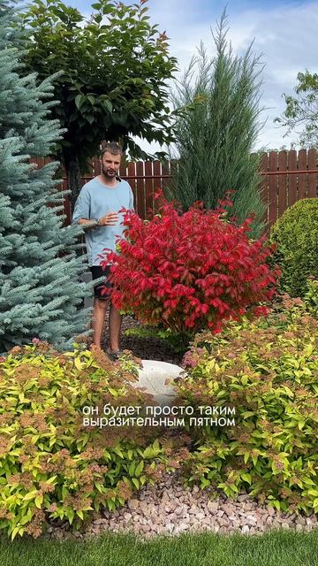 Бересклет крылатый Compactus