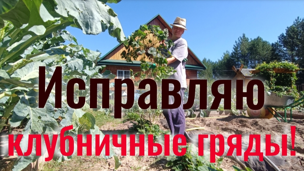 Пришла пора исправлять ошибки!!! Изменяю форму гряд для клубники и заново пересаживаю все кусты.