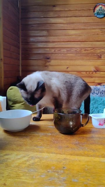 Сиамская кошка