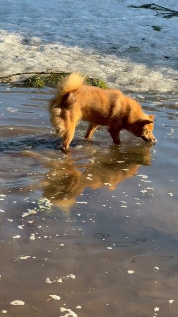 Финские шпицы ОХОТЯТСЯ в ВОДЕ Finnish Spitz HUNTING In WATER