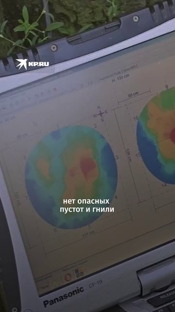 Старейшему дереву Петербурга сделали томографию